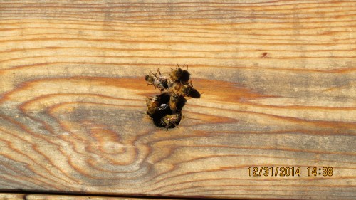 This hive catches the afternoon sun.  Some bees responded to the warmth.