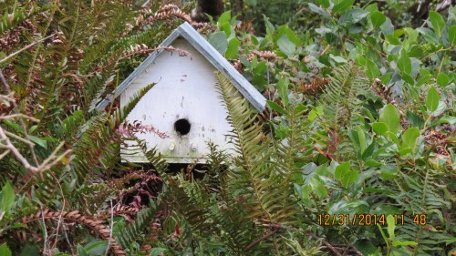 A closer look at the birdhouse bees shows no bee activity.