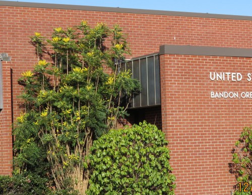 Since mid November this giant Oregon Grape Holly, (mahonia aquifolium) has been blooming and it's likely to keep blooming into January the way the weather has been.  Most people can't believe it, but I'm happy to see so many of my bees getting nourishment from it.  How do I know they're mine?  I'm sure I recognized them. :)