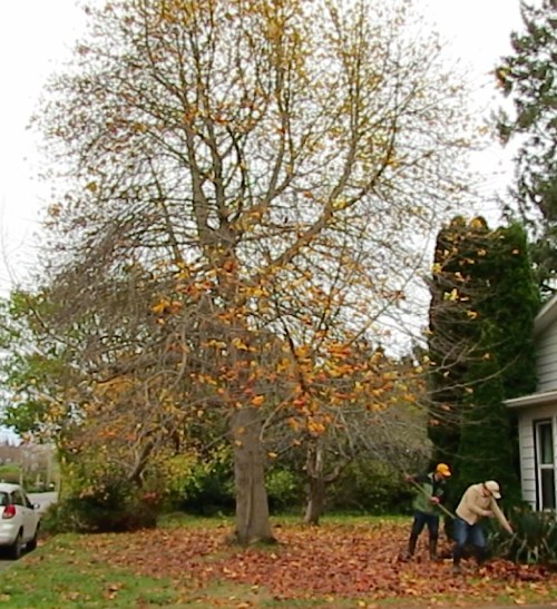 No noisy leaf blower for us, we'd rather do it the hard way.
