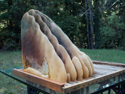 2015-01-05...It's difficult to remove the comb from a Perone brood box.  I broke two combs, which isn't too bad.