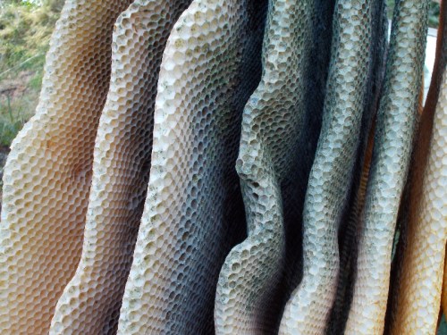 Maybe some of the local beekeepers will be able to help me do a post mortem.  Some of the comb is very dark, almost black.  Is that mold or mildew I'm seeing?