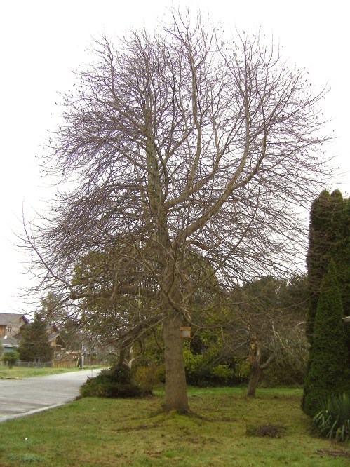 "All the leaves are gone, and the sky is gray."  For the last few weeks, every day when I walk past this tree, the Mama's and Papa's start playing that song in my head.