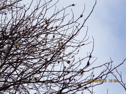 1-10-15...There are still many seed pods hanging on the tree.  I've got a whole bag of them, so I won't be picking these.