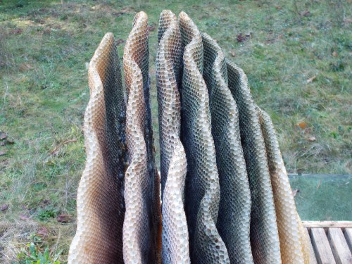 The spaces between the combs appears generally uniform.