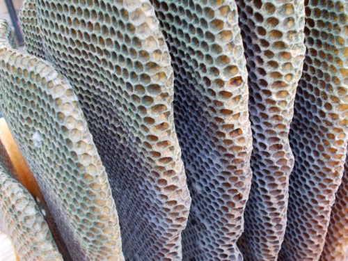 This close-up shows that most of the cells were empty, and the black substance was pervasive.  