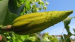 5 Good seed pod,&nbsp;9-12-14