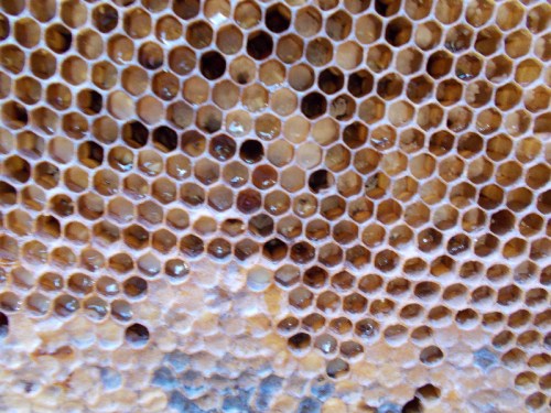 It appears that brood was developing when the colony absconded. 