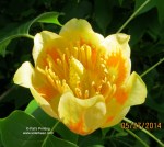 70 Tulip tree blossom, open, ©, cropped,&nbsp;5-27-14.JPG++++