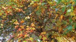 November… Looking up at the leaves,&nbsp;11-8-14