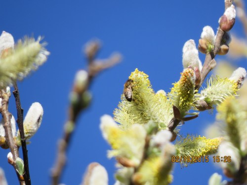 A gorgeous blue sky warm day...while the East Coast is getting hammered with snow storms.