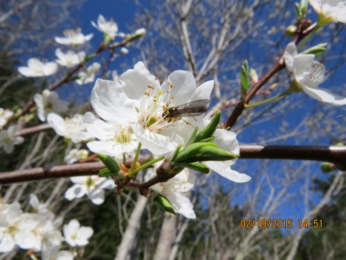 Another robber fly on a plum blossom.