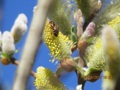 I'm not sure what kind of bee this is.