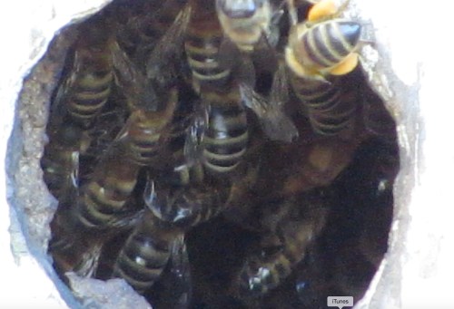 A look inside the little birdhouse bee hive with willow pollen being carried in. This little bee hive is doing well despite being in a small space in the winter shade.  I've got to keep the swarm if I can...it's got good genetics.