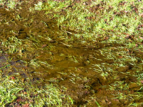 January 22...I've heard bees like "dirty" water, so I guess this mossy water is no surprise, but I wonder what they're getting out of it.