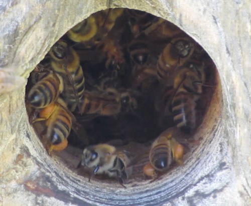 Of course, the other hives are enjoying the willows too.  Here Bee Beard has bees swaggering in with their bags of pollen.