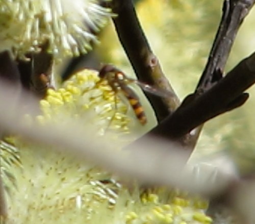 A blurry look at a robber fly high in the Hooker Willow.