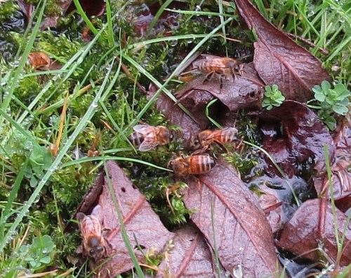 Feb. 2...Being a day of steady drizzle, I checked again to see if the bees were here. Yes, this time I saw more bees. They are truly dedicated bees.