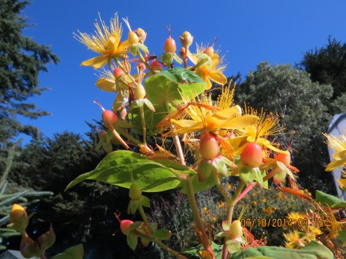July 10, 2014...HyPearls Hypericum attracted many bees, usually in the morning hours.