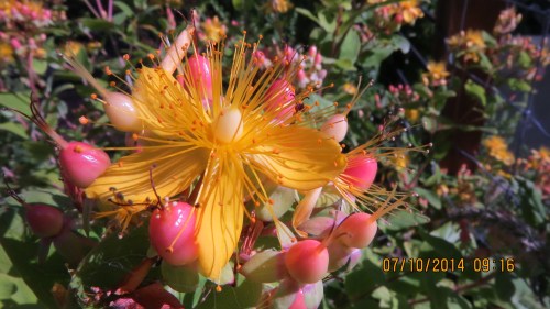 You can understand why it's called HyPearls.