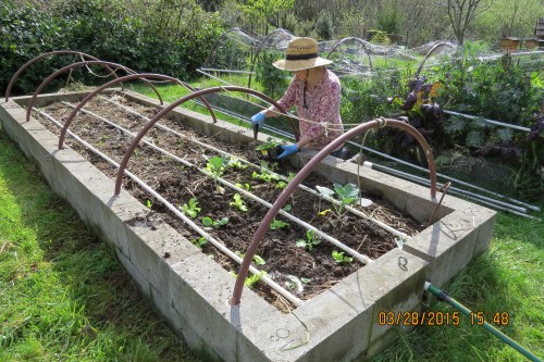 Because of the warm spell, we were able to move some things off the light stand and into the garden.  These lettuce, Parel cabbages, and (bought) broccoli were put into ground today.