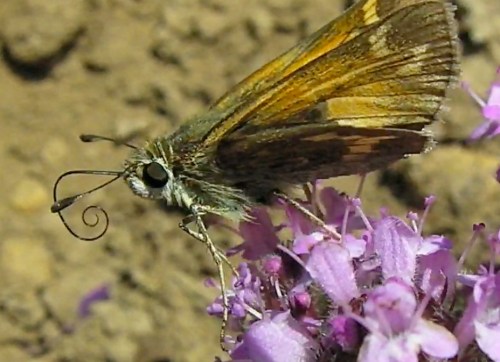 Butterflies like them too.