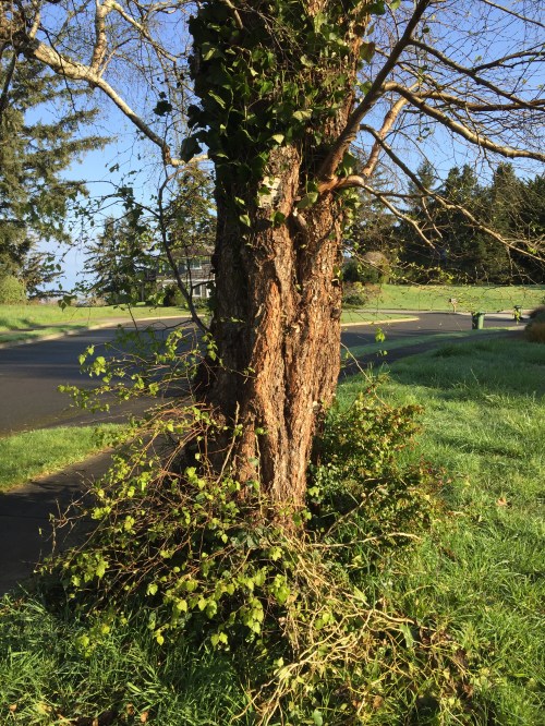 You might think that I followed up on a decision to cut the ivy off this tree, but that's not factual.  After reading a comment by Steve Mitchell (in my last post) about the value of ivy growing on a tree, I hesitated.   The trimming was not done by myself, and at this time, I don't know 'who dun it."  The owners don't know either.