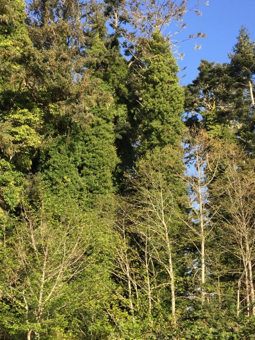 Just for a point of reference, these fir trees across the street from the mystery tree have ivy growing up their trunks.  They don't seem to be in any danger of dying, so what I've read on several web sites about ivy not being a parasite might be true.