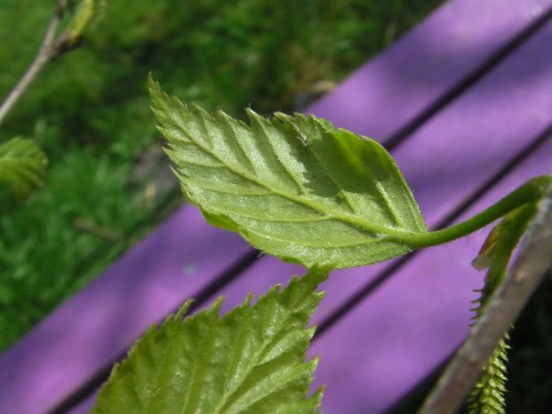 This is what the back of the leaf looks like.