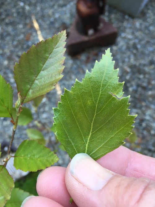 It just so happened that at the same time I was trying to identify the tree, we walked by Barbara's house.  She grows many bonsai trees.  We asked her if she knew what the tree was.  "Clearly it's a River Birch," she says, "compare it to my little River Birch on the left."  
