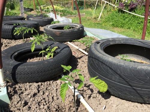 A closer look at the tomatoes and watering grid.