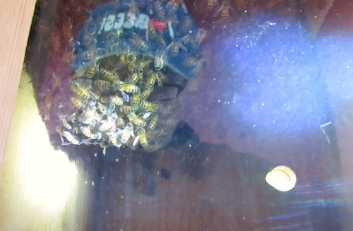 May 18...Comb length after about two weeks 3 days.  Note the mid entrance hole.