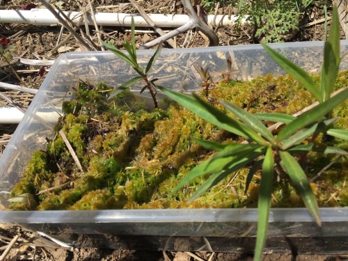 May 5...Because the bees were visiting the moss in the pond so much and because someone mentioned that his Dad used moss for a watering station, I thought I'd try it out.  Who knows, the bees might be getting some kind of essential minerals or properties from it.  I just dug some up, found a plastic container and try to keep it hydrated.  It's the only waterer I've had any success with.