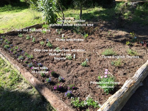 Forgive me if I'm talking about this new bee bed too often.  It's just that we wanted to add more flowers for the bees without taking away space from the veggie garden.  This was the perfect solution...but after adding Walker's Low Nepeta, artichokes, Scabiosa, and red echium, we're already running out of space.