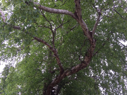 May 13, 2015...Looking upward into the umbrella, you can see the white bark limbs...