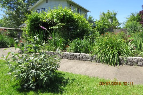 Carmella's corner lot garden.