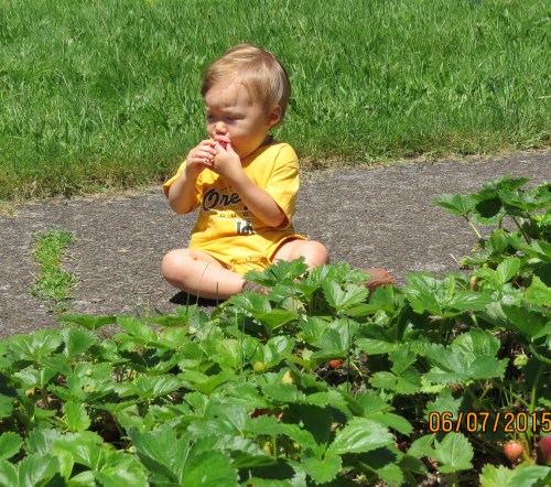 This one year old is intent on one thing only...getting the sweetness out of the strawberry.