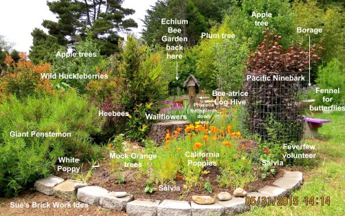 May 31...The Bee Garden is shaping up after Sue added her brick work.  We like it so much we're going to add more on the other side.   The photo shows just some of the bee-loving plants we're growing...some from seed, some from our favorite nursery.
