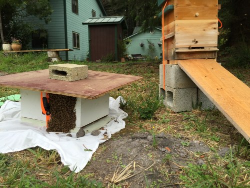 ...all grouped up on the SIDE of the hive.