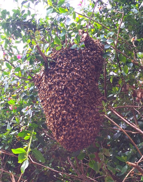 Another look at the swarm after removing some branches.