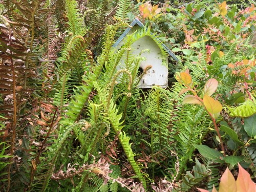 I just noticed these ferns practically overgrowing the little Birdhouse Bee hive.