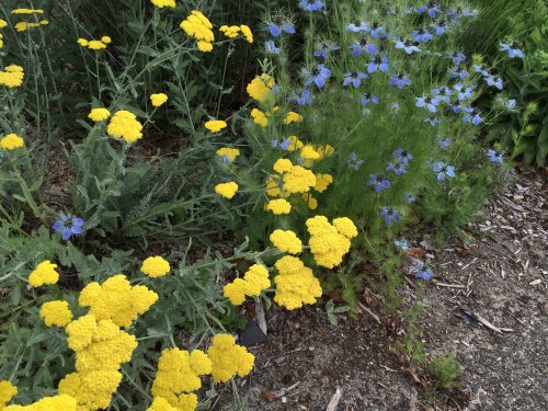 The blue flowers are Black Cumin.  
