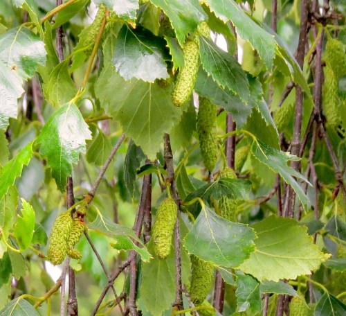 7-5-15...This month I don't see much difference except for the lack of contrast from overcast picture taking.