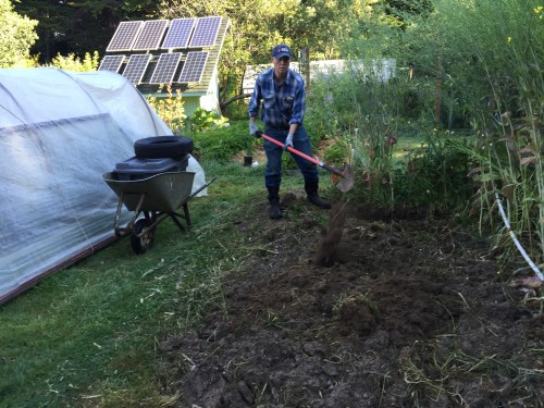 I had to get the trench dug and bury the crab shell before work. Crab shell doesn't keep very long before getting really rank. It's in the bin in the wheelbarrow. A tire is weighing down the lid to keep the raccoons out of it. You don't want raccoons to make a mess of things. Uh, they will if it's not protected.