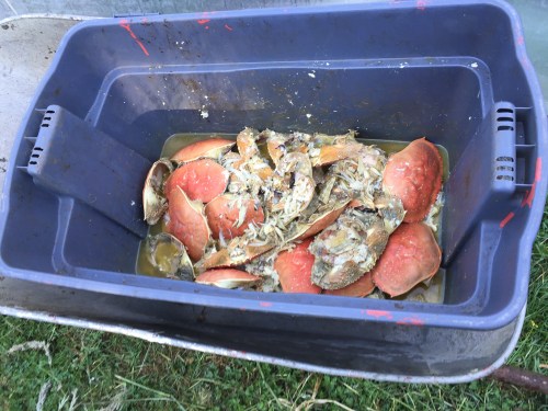...and a bin of crab shell...