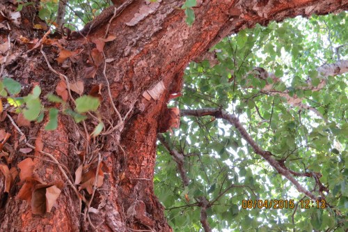 Cinnamon bark is a-peeling. (Sorry about that, I couldn't resist)
