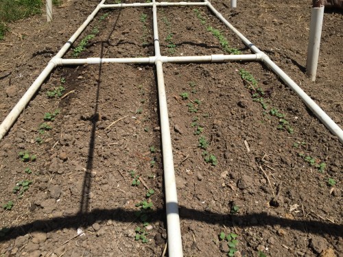 July 17...It looks like ALL the turnip seeds germinated this year.