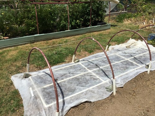 We better use some fabric to protect them from the wire worm.