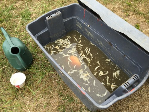 I'm going to try some crab water mixed 1:5 parts water to see what happens.
