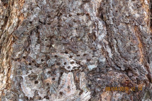 8-4-15...Holes in the trunk...are the dreaded